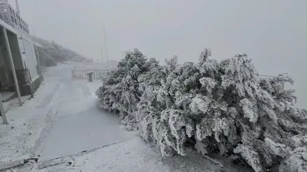 影/無懸念！玉山又下雪　厚厚積雪銀白世界超美麗