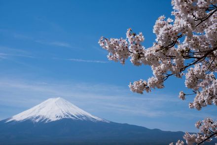 2025日本櫻花開花預測曝！3/21東京可搶先賞櫻