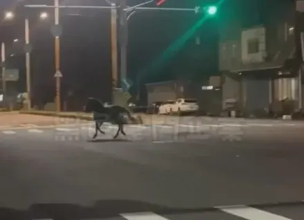 影/「真‧馬路」！新竹湖口街頭驚見黑馬「快樂夜奔」闖紅燈