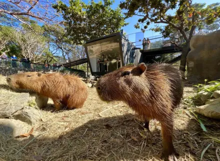 壽山動物園迎蛇年！　限時春節9天「12歲以下」免費入園