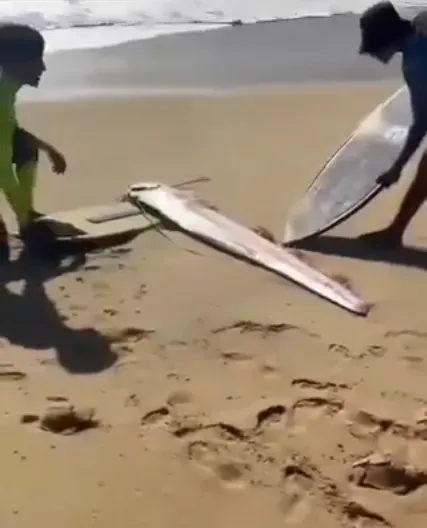 影/「地震魚」驚現墨西哥海灘！當地人憂「恐有天災」