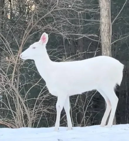 影/神獸下凡？美國女子偶遇優雅白鹿　佇立雪地裡仙氣爆棚