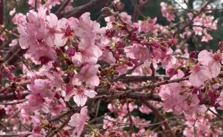 武陵農場櫻花季！露營遇「獼猴搶食」　巡護隊射漆彈驅趕