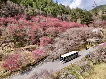 武陵農場櫻花迎晴朗陽光　逾百輛專車入園賞仙姿