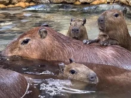 壽山動物園迎新成員！水豚寶寶、迷你驢見面會時間出爐