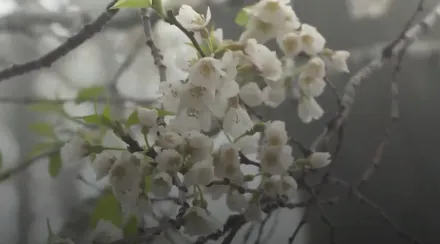 影/霧鎖櫻王花期推遲！苗栗觀霧「朦朧美」　3月中旬後迎來盛開