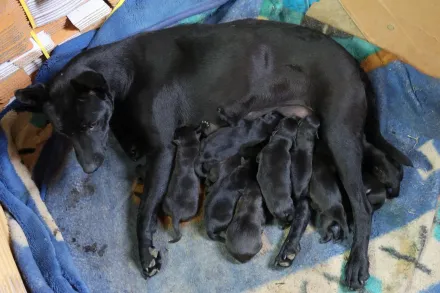 梨山黑狗超強趕猴技能！生12犬仔　才PO文秒認養光