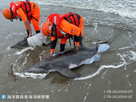 台南海邊糙齒海豚親子擱淺　送四草搶救站檢傷評估