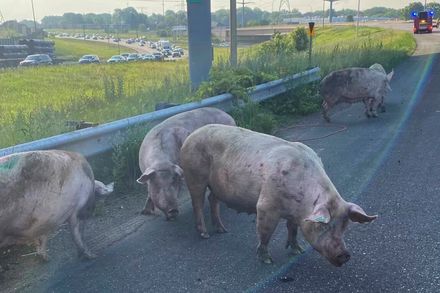 影/美國明尼蘇達州運輸卡車翻覆　50多頭豬在高速公路「逛大街」