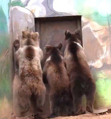 影/拒絕加班！三隻大棕熊狂敲門、蹬腿搶回家　網笑：看到自己下班的樣子