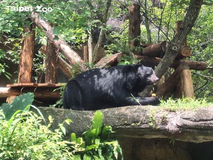 「熊讚」出沒注意！衝動物園看台灣黑熊　7月12日抽獎送麥香雞