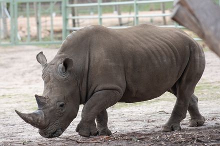 奧地利動物園白犀牛「無預警失控」　暴怒攻擊飼養員致1死1重傷