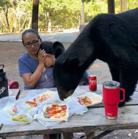 影/公園野餐慶生碰上「熊出沒」　母親冷靜護兒在懷中獲萬名網友狂讚