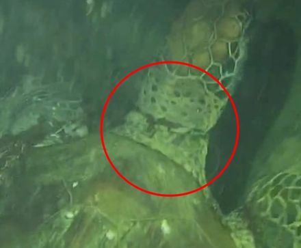 太驚險！墾丁綠蠵龜遭魚線纏頸　多方隔空接力救援成功