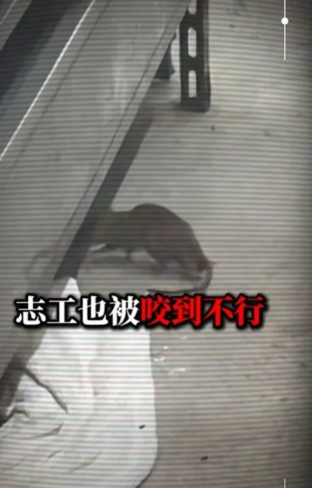 不少民眾和志工都投訴遭老鼠咬。（圖／陳宥丞臉書）