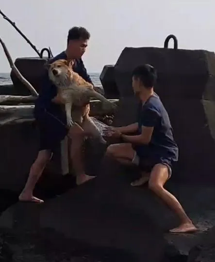 崎峰岸巡安檢所2名人員順利救起狗狗。（圖／陳薇安小姐提供）