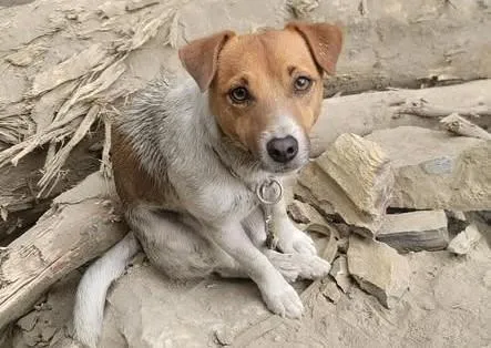花蓮縣搜救犬Wilson曾在0403大地震立下大功。（圖／翻攝自花蓮縣消防局臉書）