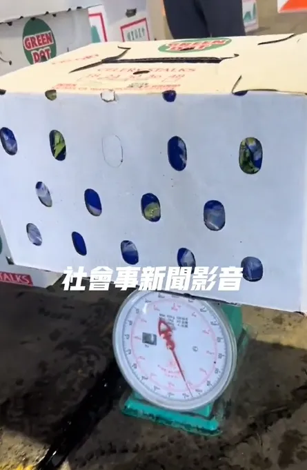 批發商控訴，西洋芹嚴重者甚至差到8公斤。（圖／翻攝自社會事新聞影音）