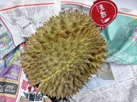越南金枕頭榴槤。（圖／臺北市政府衛生局）