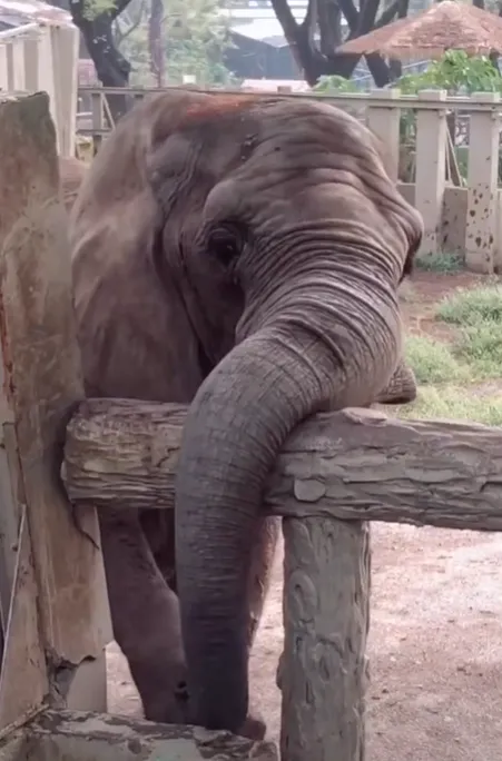 阿里被抓包後裝無辜。（圖／取自Shou Shan Zoo 壽山動物園臉書）