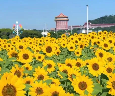 台北市大佳河濱公園的向日葵花海。(圖/翻攝自戀戀水綠 臺北水利臉書)