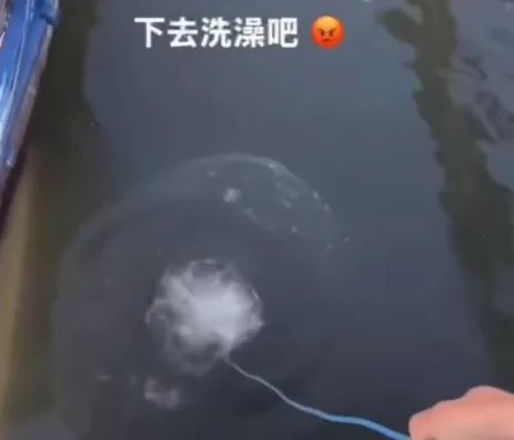 萬姓漁民將2隻待在籠具中的幼貓丟入海中。（圖／翻攝畫面）