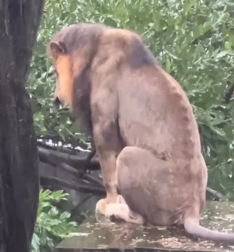 高雄壽山動物園的公獅子「小辛」1日再度到戶外享受淋雨的氛圍。（圖／翻攝自Threads@shoushanzoo）