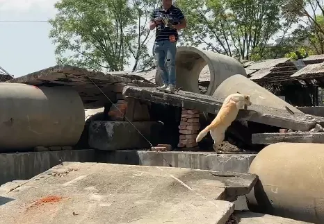 屏東縣作為台灣搜救犬訓練的重要基地，此次迎來國際搜救界的年度盛事。（圖／屏東縣政府消防局）