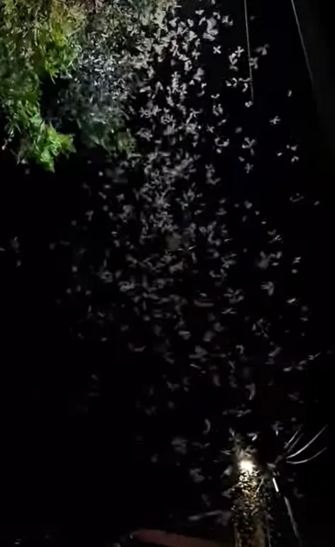 下雨前後接近傍晚時，常會發現一群「大水蟻」出沒。（圖／翻攝自臉書白蟻(大水蟻)交流社團）