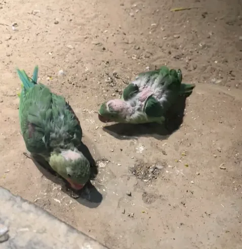 北京動物園有鸚鵡雛鳥禿頭，引起大陸網友關注。（資料照／翻攝自抖音＠滿億很滿意）