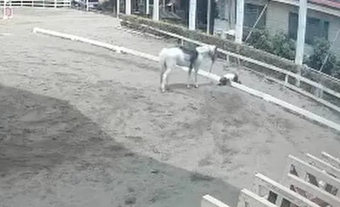 賴薇如重摔在地，緊急送醫。（圖／賴薇如經紀人提供）