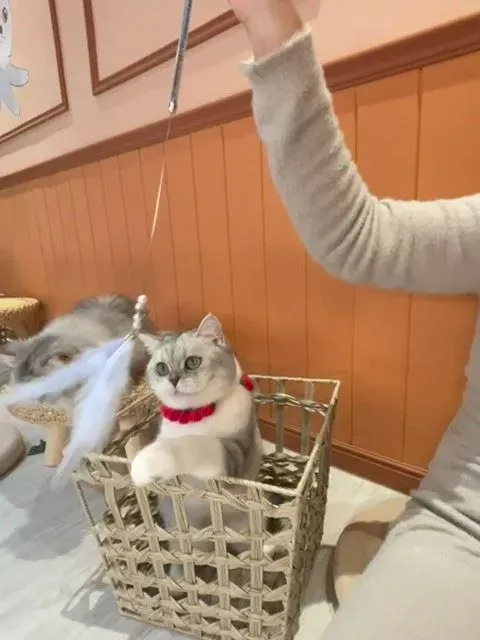 飼養寵物須了解牠們的習性,打造人與動物共享的空間。(圖/新北市動保處)