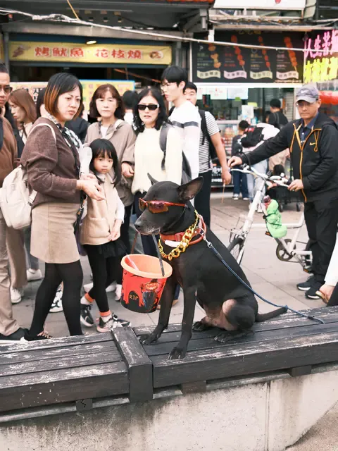 淡水老街有隻黑狗頭戴墨鏡、嘴咬水桶,並被長時間綁在椅子上,遭網友質疑受到飼主虐待。(圖/翻攝自Dcard)