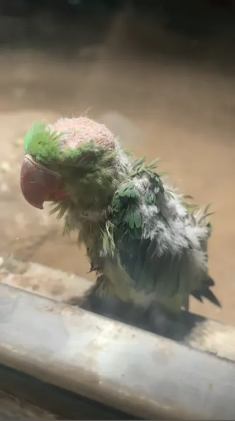 北京動物園有鸚鵡雛鳥禿頭，引起大陸網友關注。（資料照／翻攝自抖音＠滿億很滿意）
