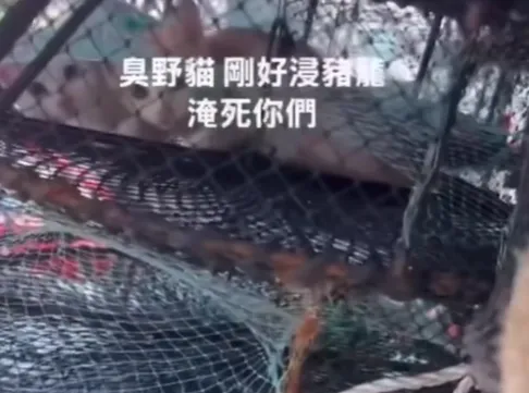 高雄林園區發生虐貓案件。（圖／翻攝畫面）
