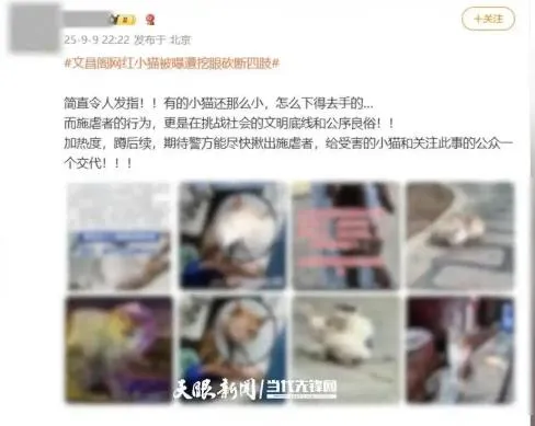 近日傳出「文昌閣多隻小貓被挖眼砍斷四肢」事件，相關話題更登上微博熱搜。經查為AI生成謠言。（圖／翻攝《湖南日報》）