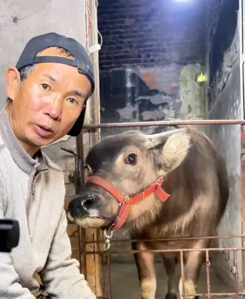 一名放牛網紅被起底曾製造販賣假毒品被判刑。(圖/翻攝抖音)