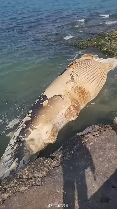 大陸海南省海灘18日驚現一頭巨型鯨魚屍體。（圖／翻攝自微博）