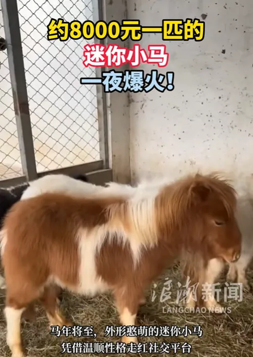 電商平台出現售賣迷你馬的商家。（圖／翻攝抖音）