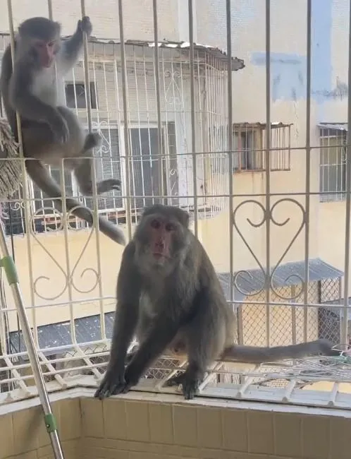 獼猴闖入民宅。（圖／民眾提供）