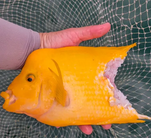釣友「日月潭一等高」日前釣獲一尾體型壯碩的大型紅魔鬼，卻發現該魚身下半部已遭咬斷，留下疑似魚虎大嘴啃咬的痕跡。（圖／翻攝日月潭一等高臉書）