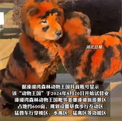 溱湖灣森林動物王國把鬆獅犬染成「跳挑虎」。（圖／翻攝抖音＠湖北日報）