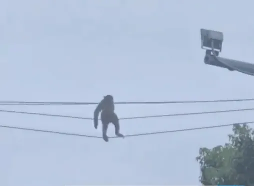 大陸貴州省貴陽市日前出現1隻獼猴在高空電線上「悠遊」。(圖/翻攝自微博@錢江視頻)
