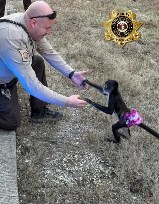 美國密州警察3日成功誘捕一隻出逃的寵物猴。(圖/翻攝自FB@JeffCoMoSheriff)