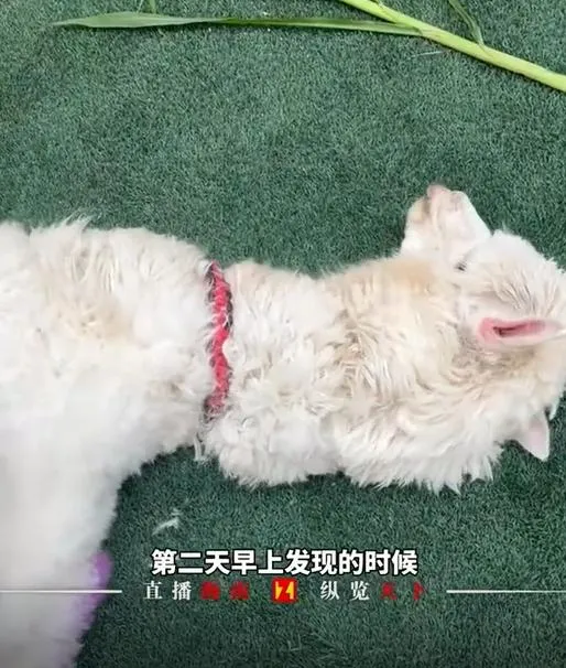 一隻羊駝送到寵物店洗護後因毛髮未吹乾失溫死亡。（圖／翻攝《直播南海》）
