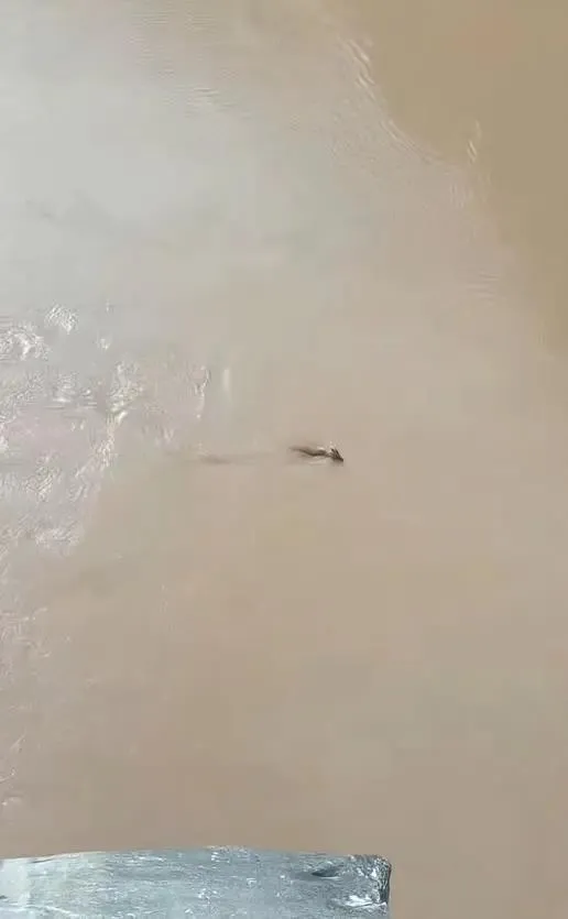 雲南虎跳峽出現頭上長角水中游的不明生物。（圖／翻攝微博）