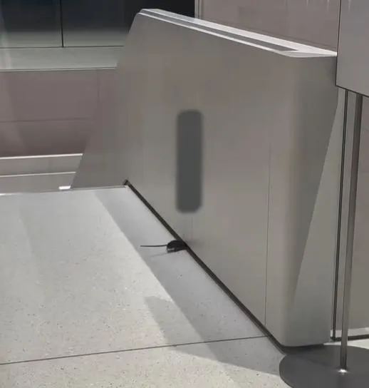 台北信義區的 Apple Store 旗艦店內，竟有一隻老鼠在展示區周邊旁若無人地穿梭、趴趴走。（圖／網友nick_chen_xo授權提供）