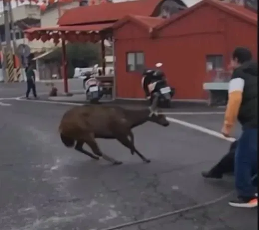 岸上的民眾一起協助。（圖／翻攝畫面）