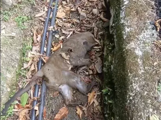 1隻獼猴疑似玩耍中拉扯電線不慎觸電。（圖／翻攝自大阿里山交通資訊站）