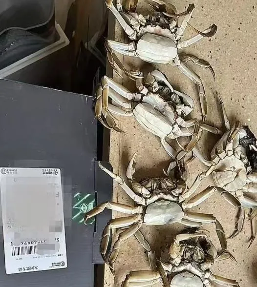 買家用AI合成「死蟹」照片及影片申請退款。(圖/翻攝《上觀新聞》)